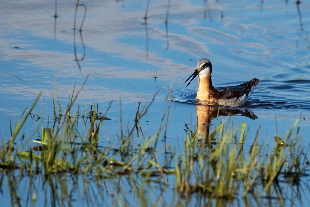 Wilson's Phalarope - ML618757499