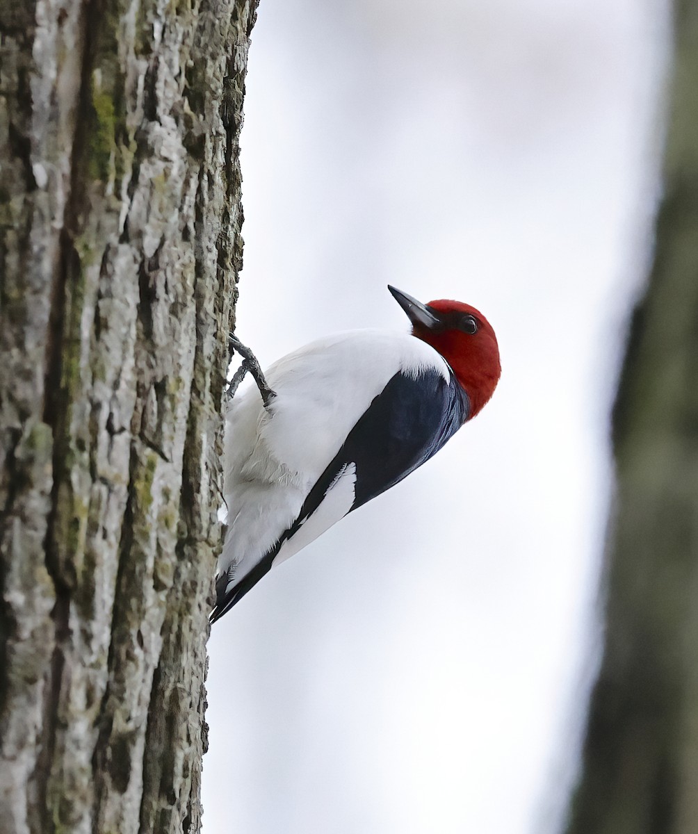 Red-headed Woodpecker - Scott Sneed