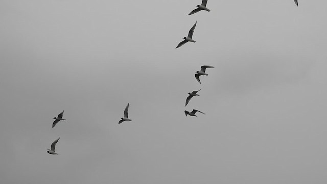 Bonaparte's Gull - ML618757517