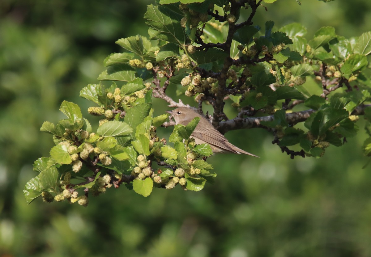 Garden Warbler - ML618757519