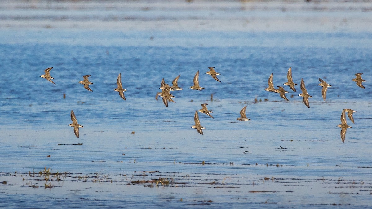 Semipalmated Sandpiper - ML618757521