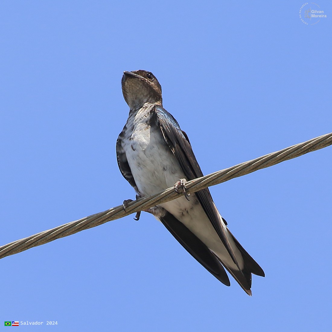 Gray-breasted Martin - ML618757526