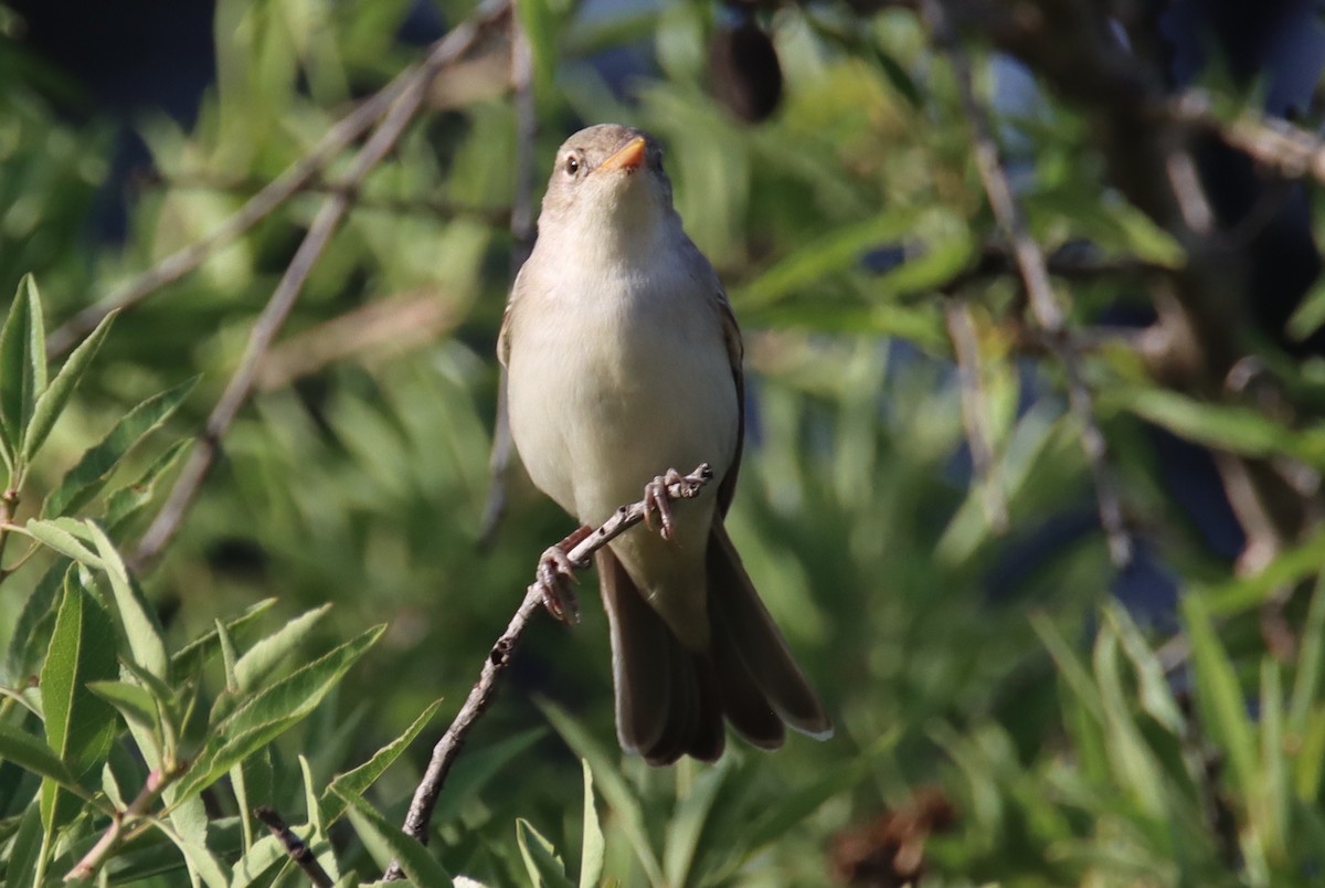 Olive-tree Warbler - ML618757536