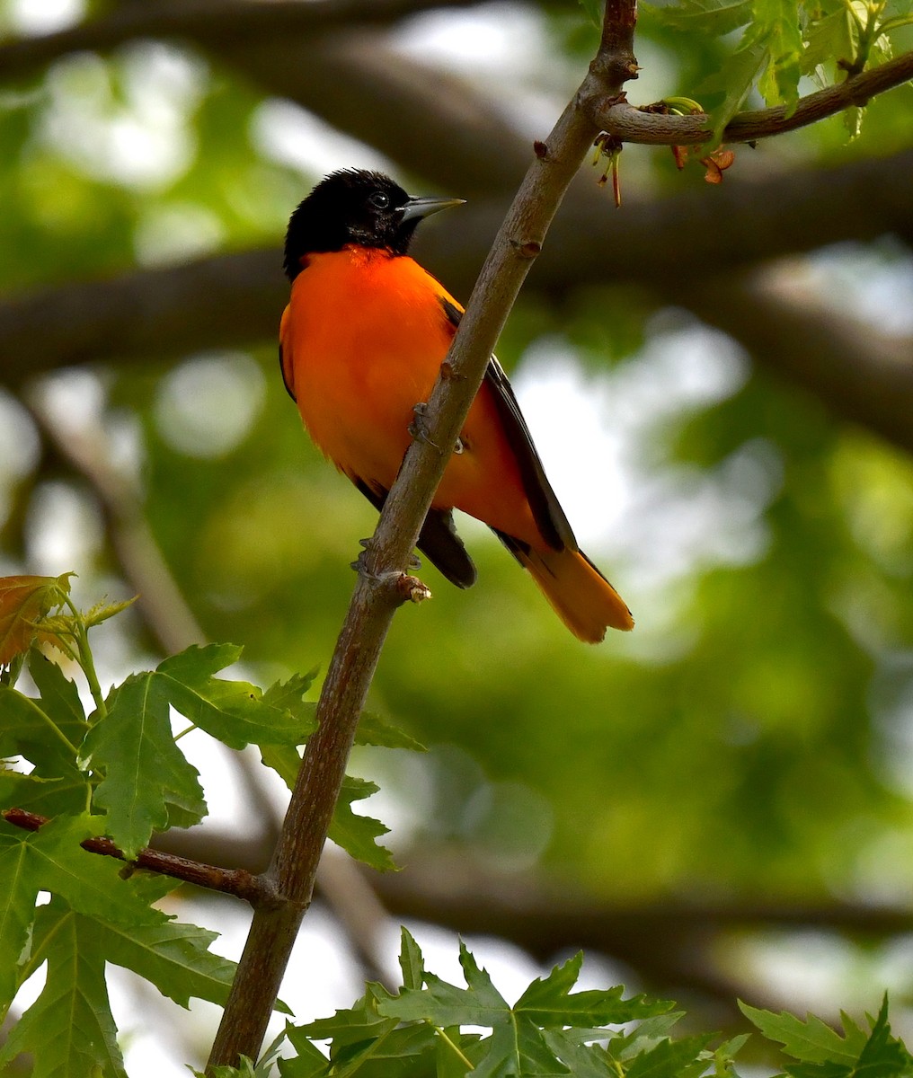 Baltimore Oriole - Kristen Cart