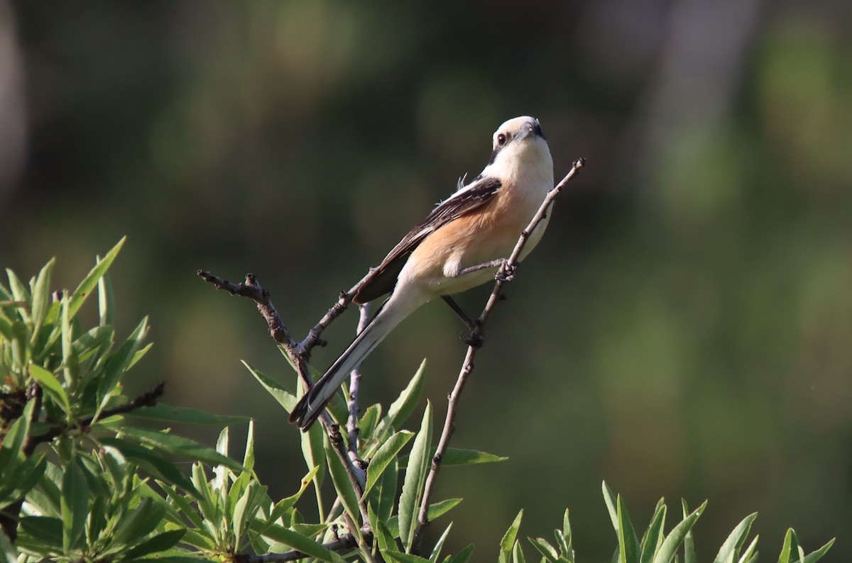 Masked Shrike - ML618757557