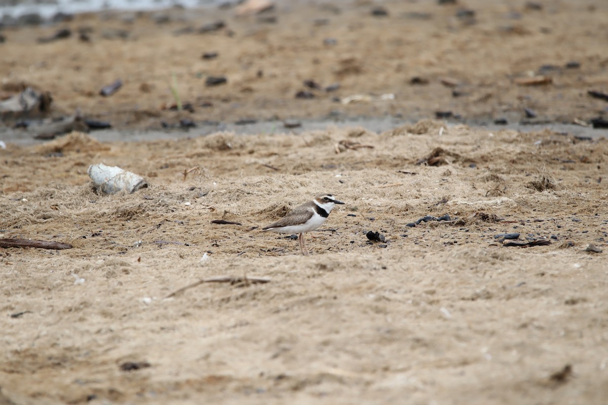 Wilson's Plover - Jeff Schroeder