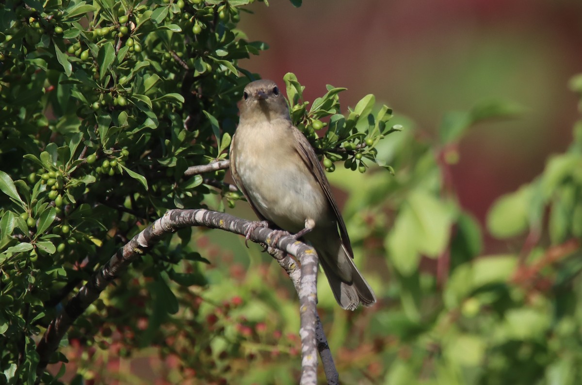 Garden Warbler - ML618757589