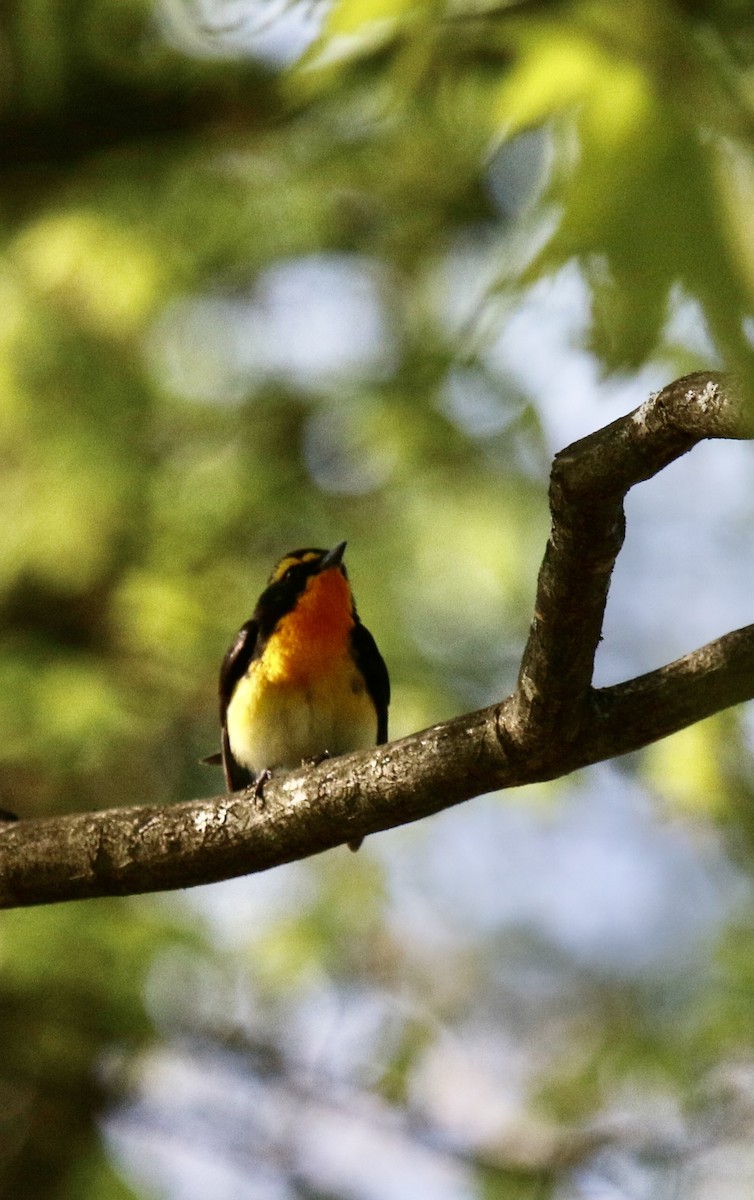 Narcissus Flycatcher - ML618757640