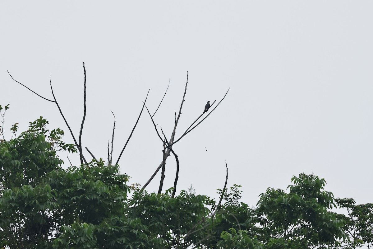 Oriental Cuckoo - HsuehHung Chang