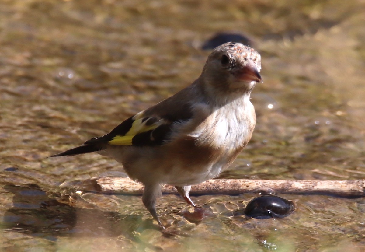 European Goldfinch - ML618757667