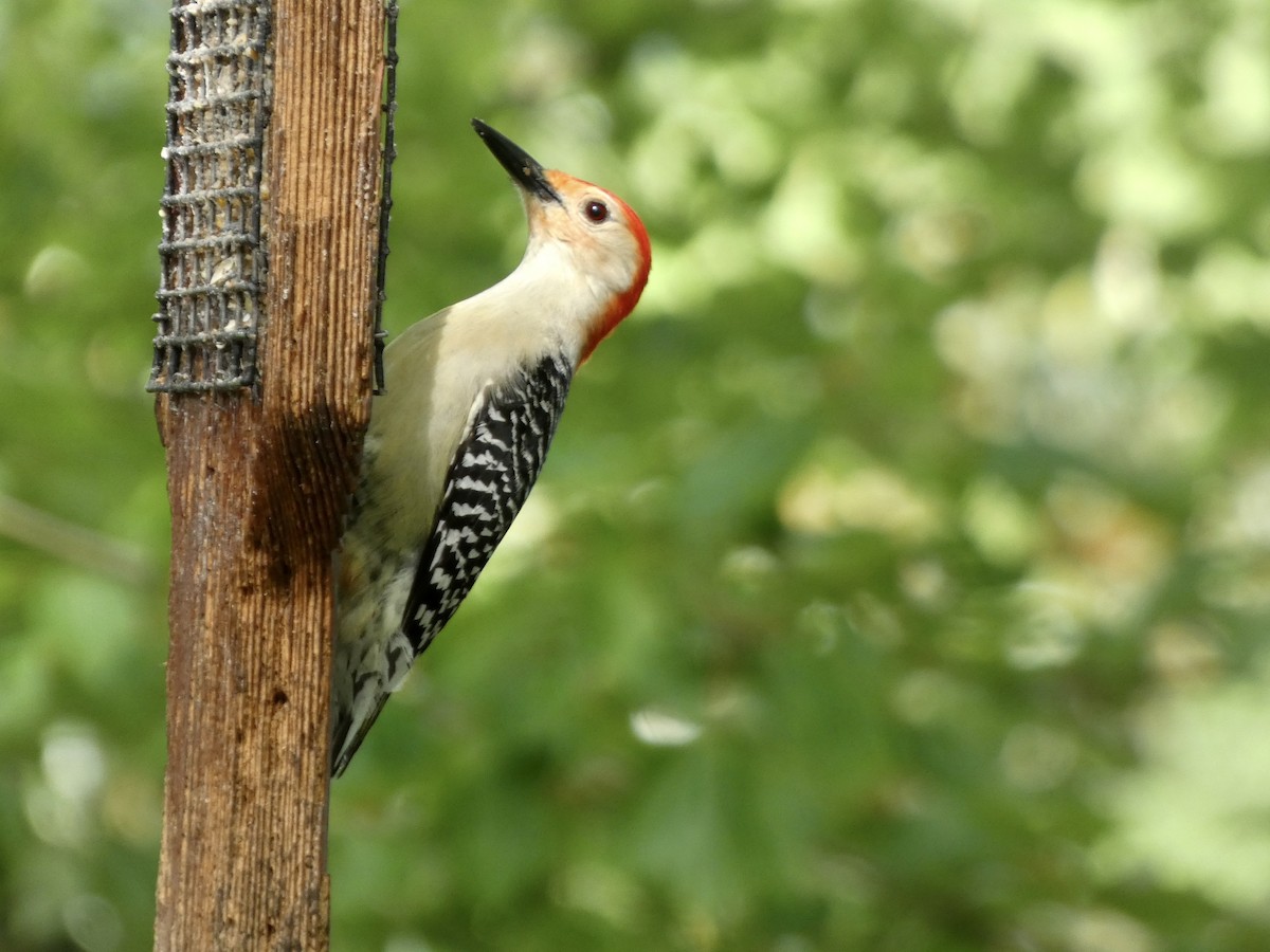Red-bellied Woodpecker - Kerry Eckhardt