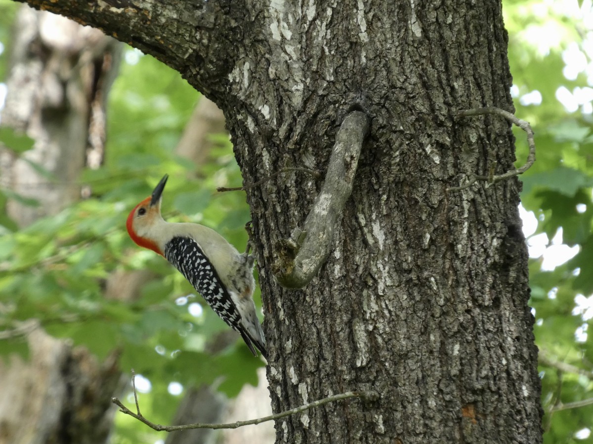 Red-bellied Woodpecker - Kerry Eckhardt