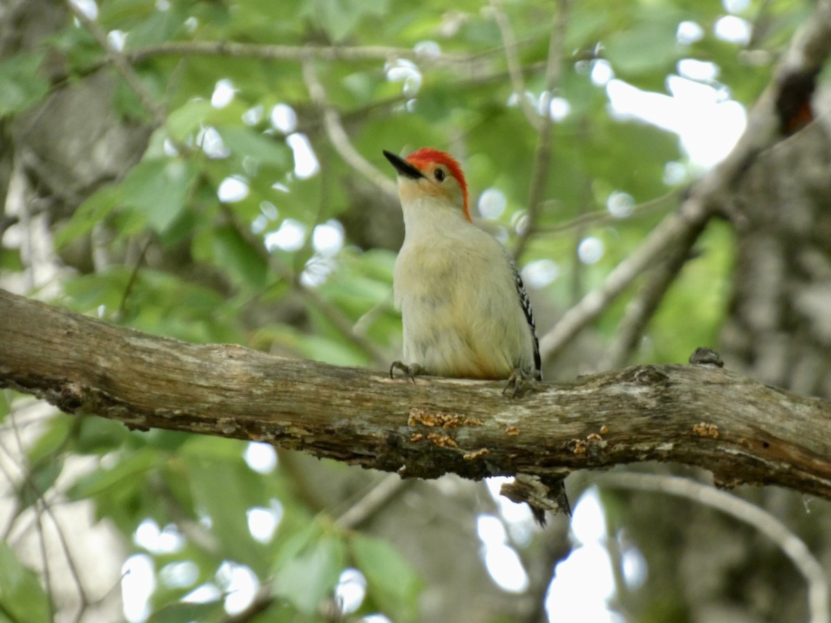 Red-bellied Woodpecker - Kerry Eckhardt