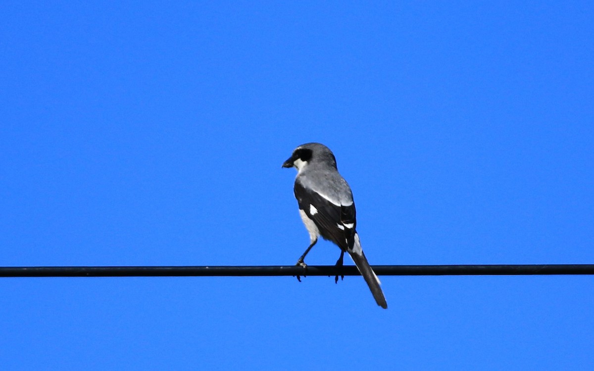 Iberian Gray Shrike - Manuel António Marques