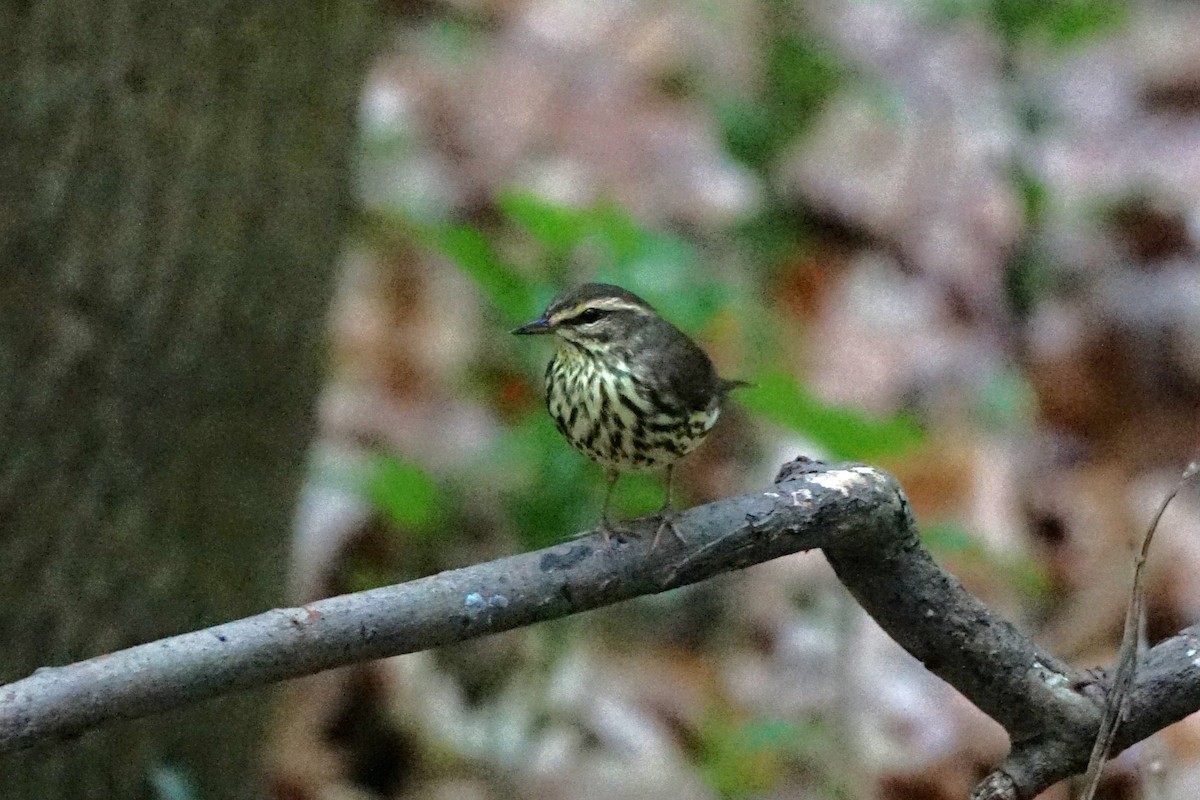 Northern Waterthrush - Christopher DiPiazza