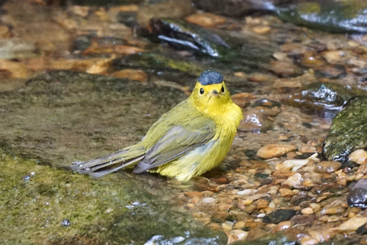 Wilson's Warbler - ML618757785