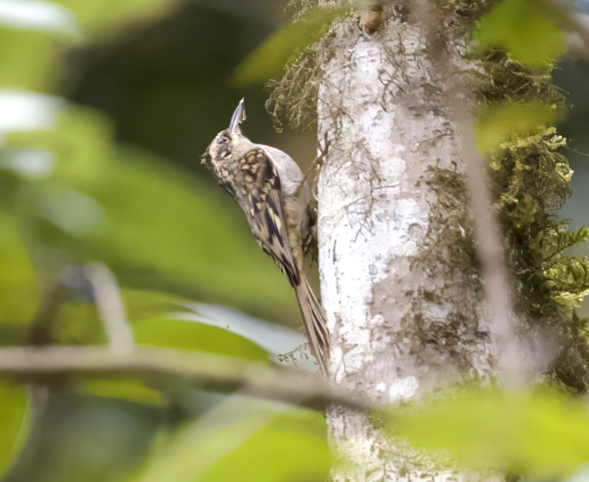 Sikkim Treecreeper - Joseph Tobias