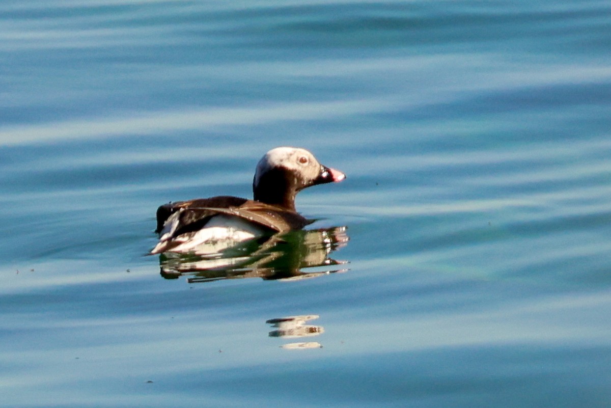 Long-tailed Duck - ML618757791