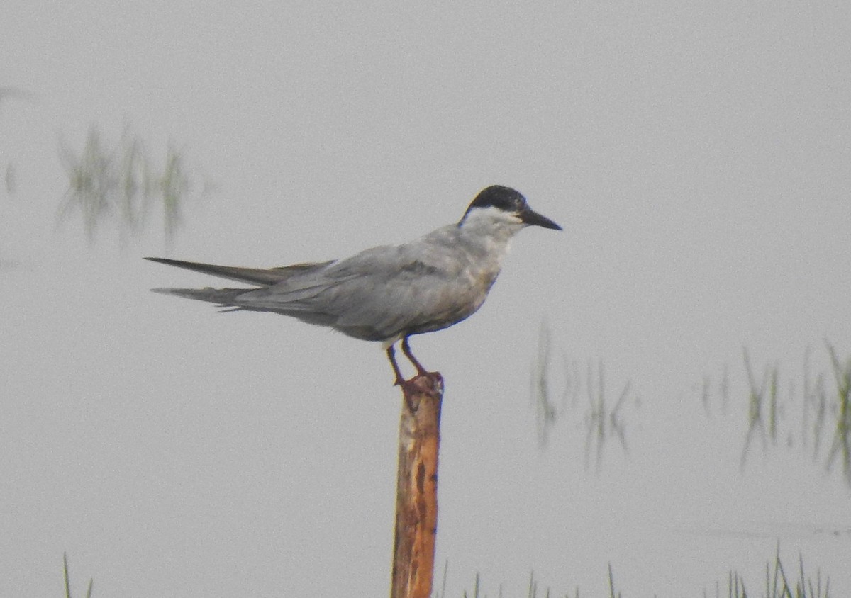 Whiskered Tern - Sivakumar AK