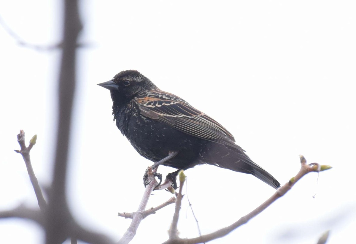 Red-winged Blackbird - Kathy Marche