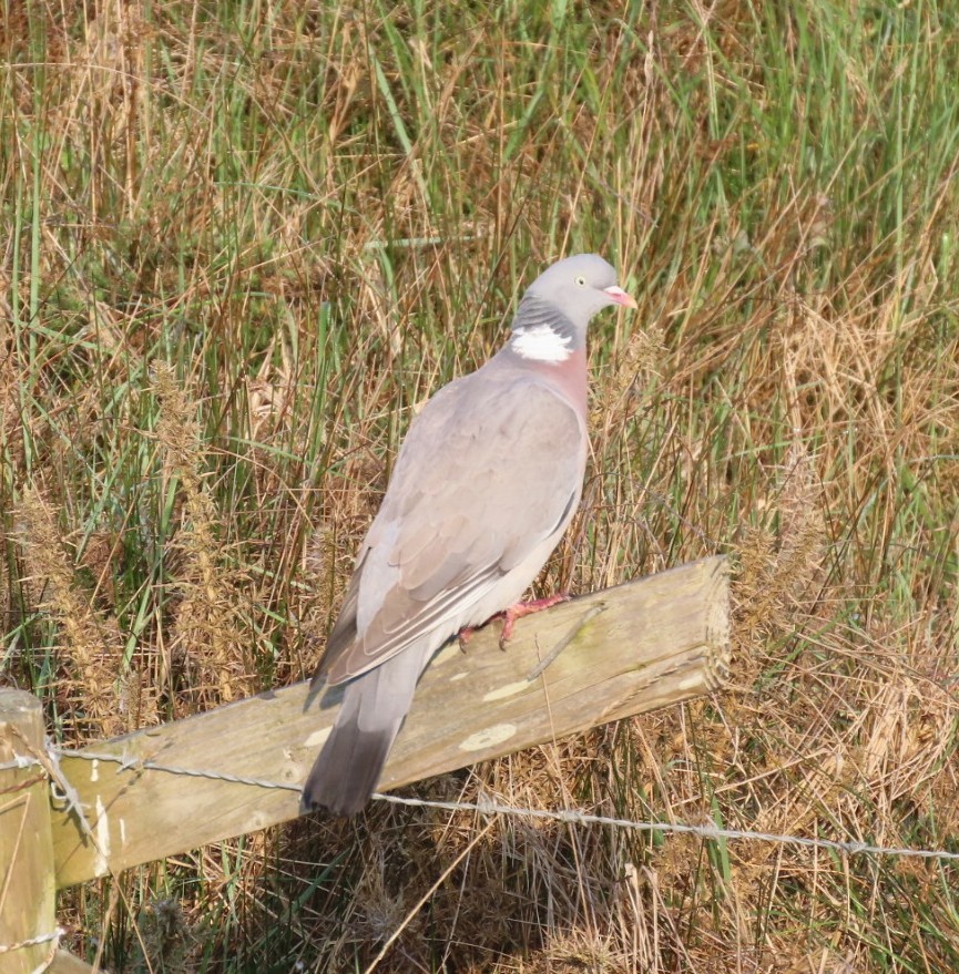 Common Wood-Pigeon - ML618757932