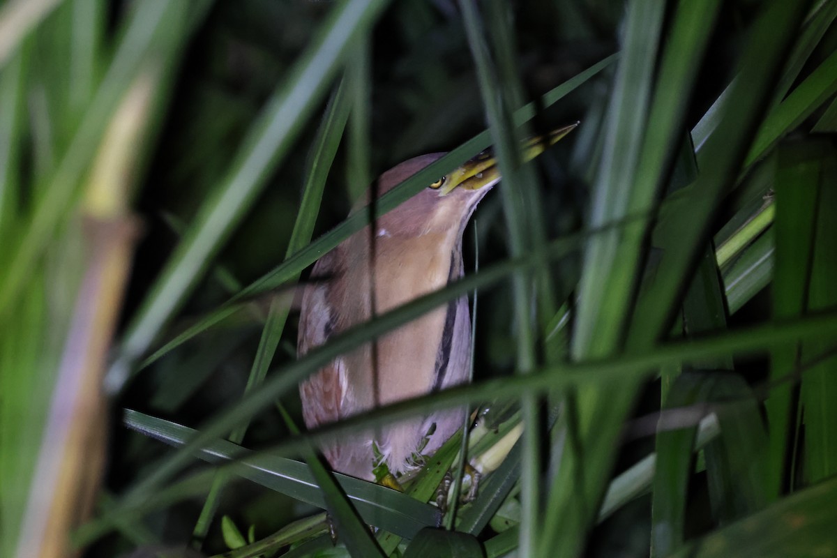 Cinnamon Bittern - HsuehHung Chang