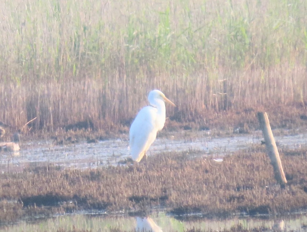 Great Egret - ML618757945