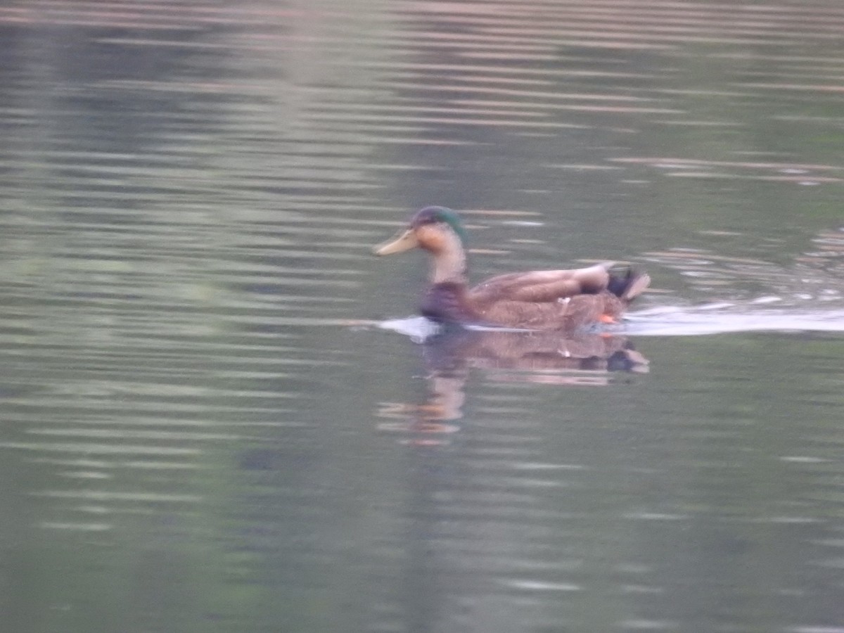 Mallard x American Black Duck (hybrid) - ML618757946