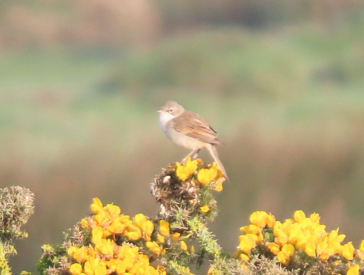 Greater Whitethroat - ML618757959