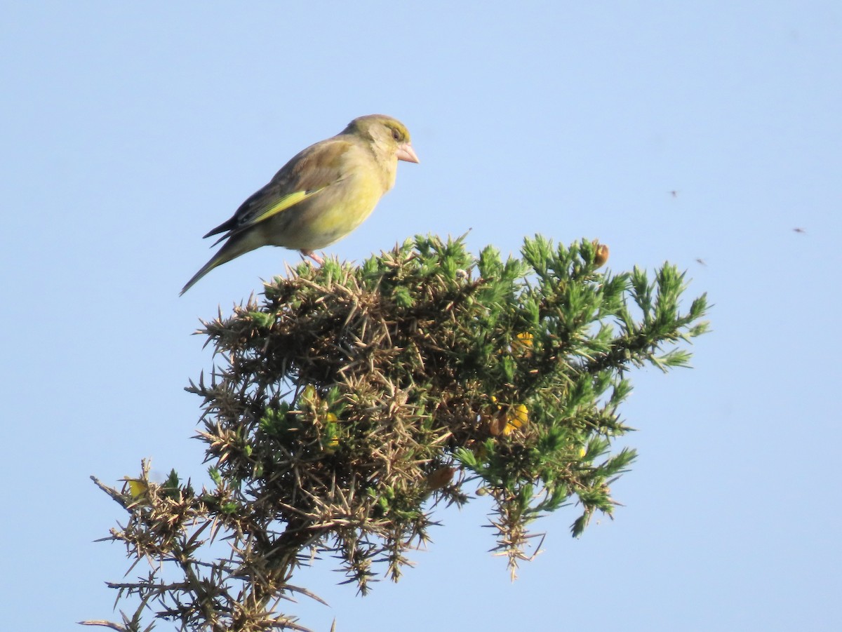 European Greenfinch - ML618757962