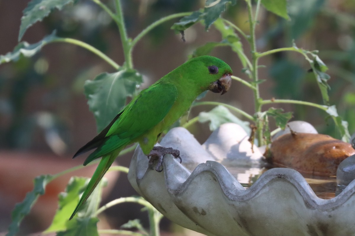 Green Parakeet - Michelle Cano 🦜