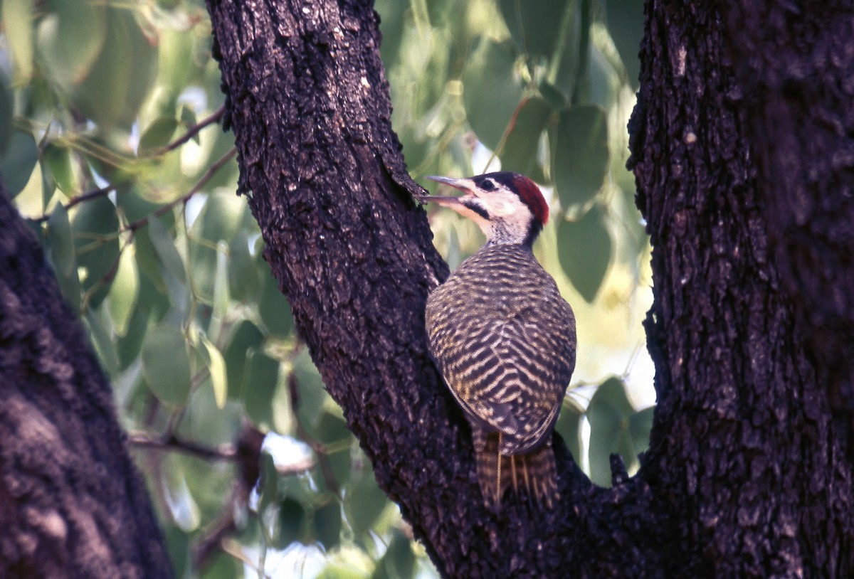 Bearded Woodpecker - Jonathan Boucher