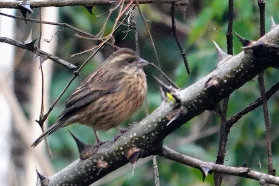 Pink-browed Rosefinch - ML618758022