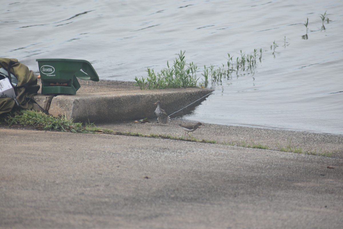 Spotted Sandpiper - Matthew Campbell