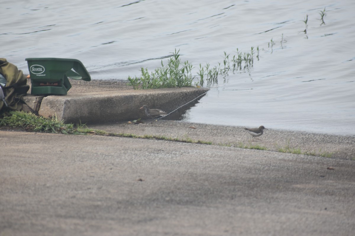 Spotted Sandpiper - Matthew Campbell