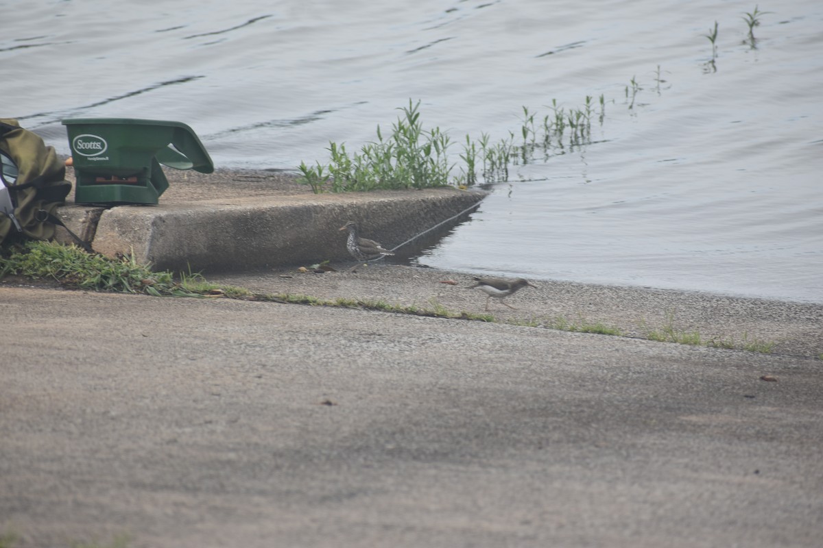 Spotted Sandpiper - Matthew Campbell