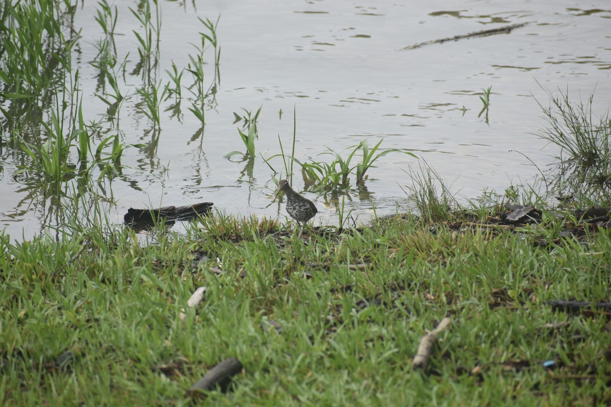 Spotted Sandpiper - Matthew Campbell