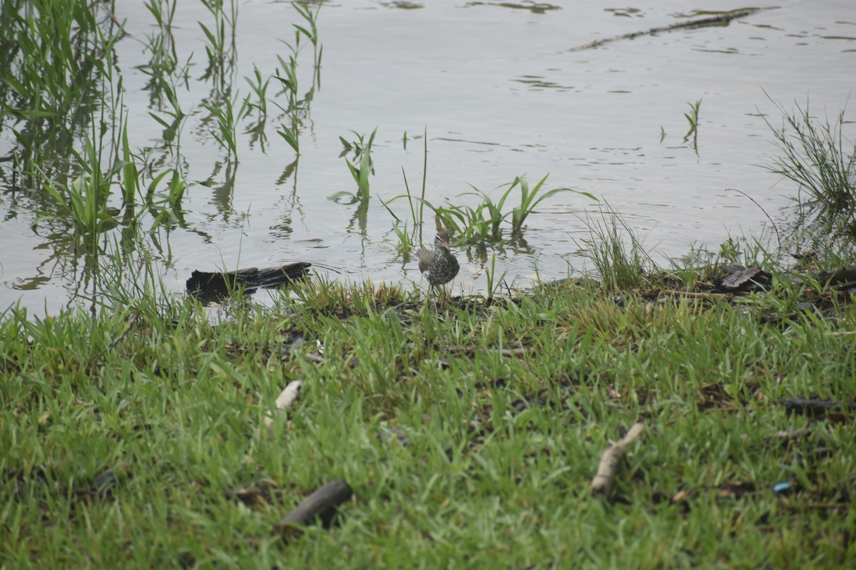 Spotted Sandpiper - Matthew Campbell