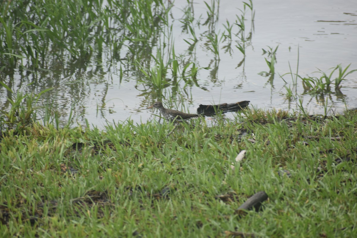 Spotted Sandpiper - ML618758119