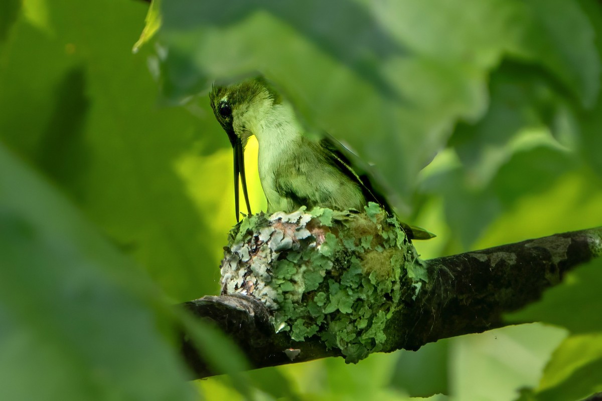 Ruby-throated Hummingbird - Ashley Pichon