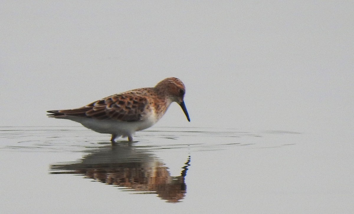 Little Stint - ML618758188