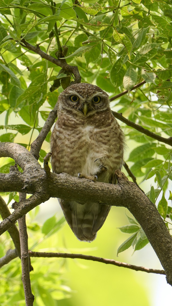 Spotted Owlet - Byron Blomquist