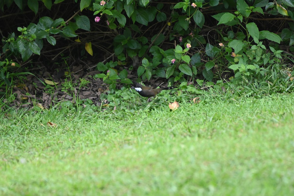 Eastern Whipbird - ML618758206