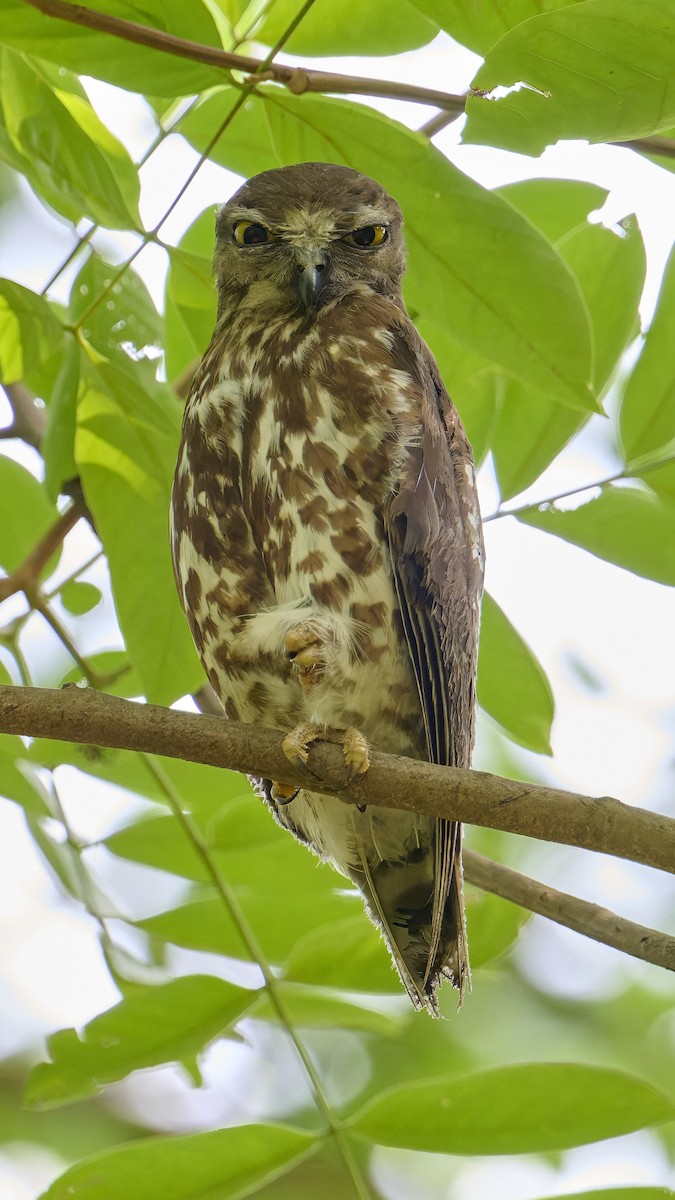 Brown Boobook - ML618758215