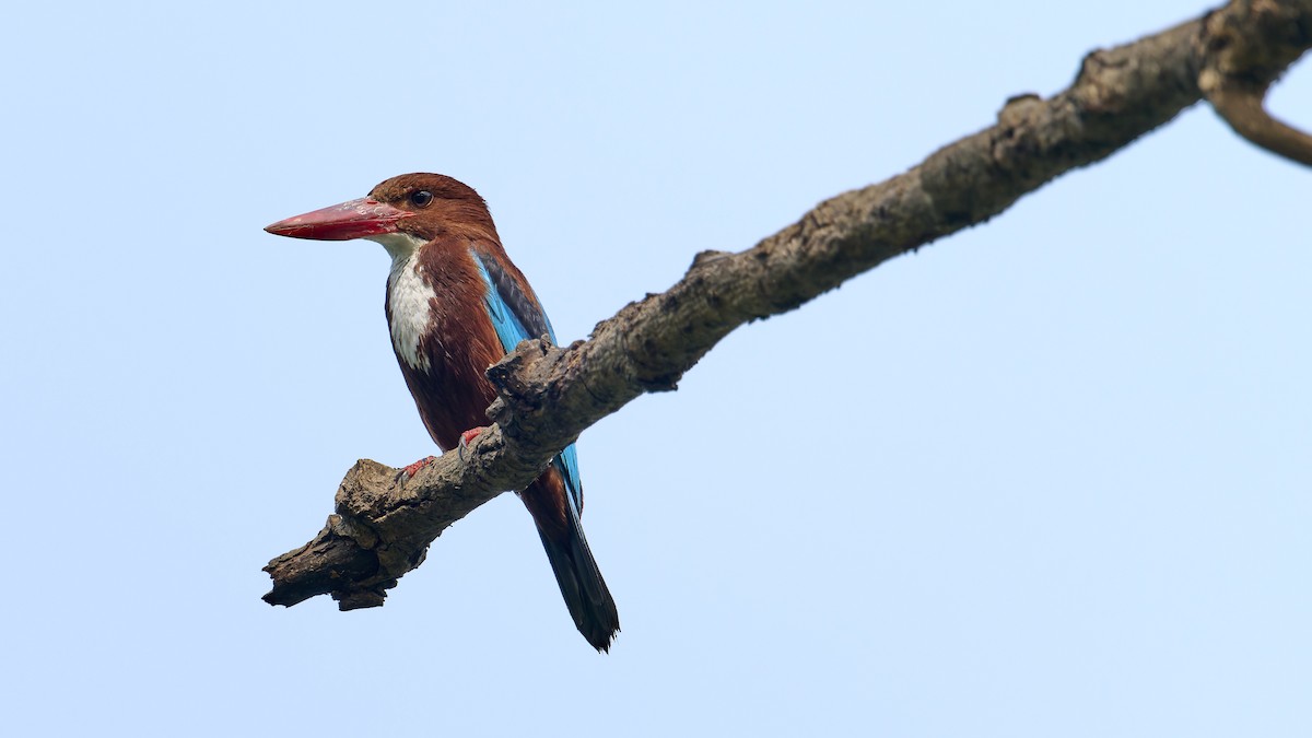 White-throated Kingfisher - ML618758217