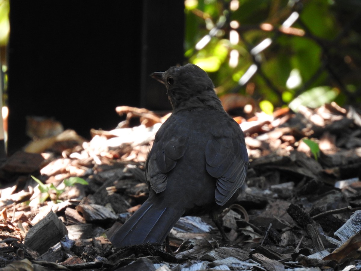 Eurasian Blackbird - sharon dodd