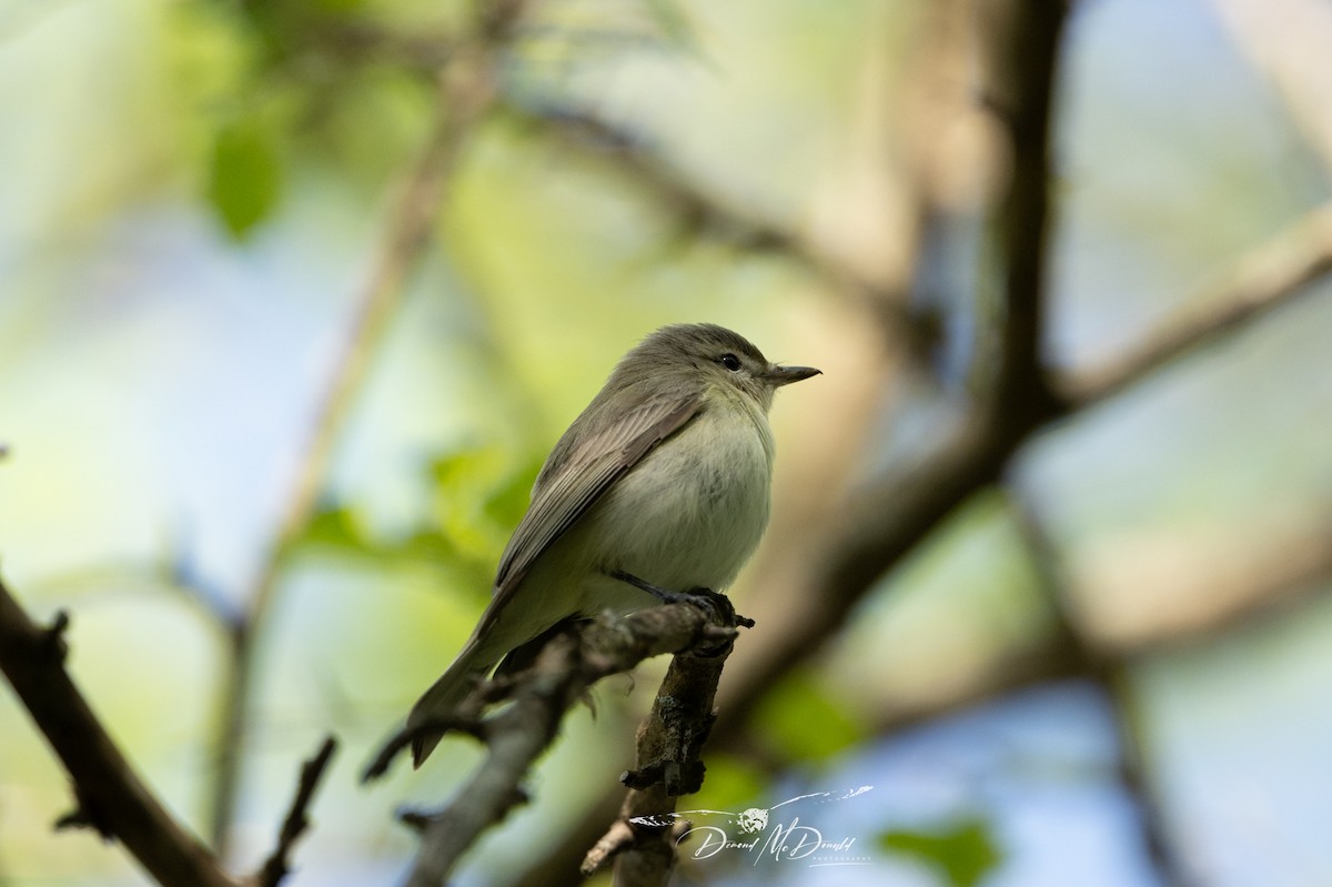 Warbling Vireo - ML618758252