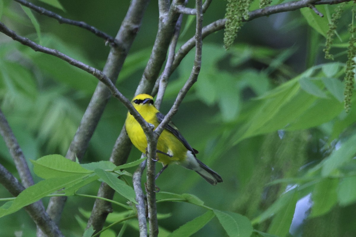 Blauflügel-Waldsänger - ML618758277