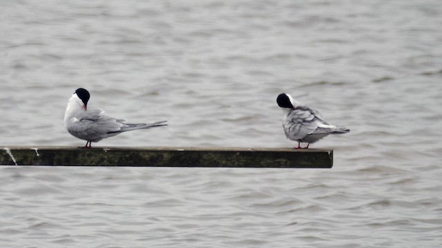 Common Tern - ML618758278