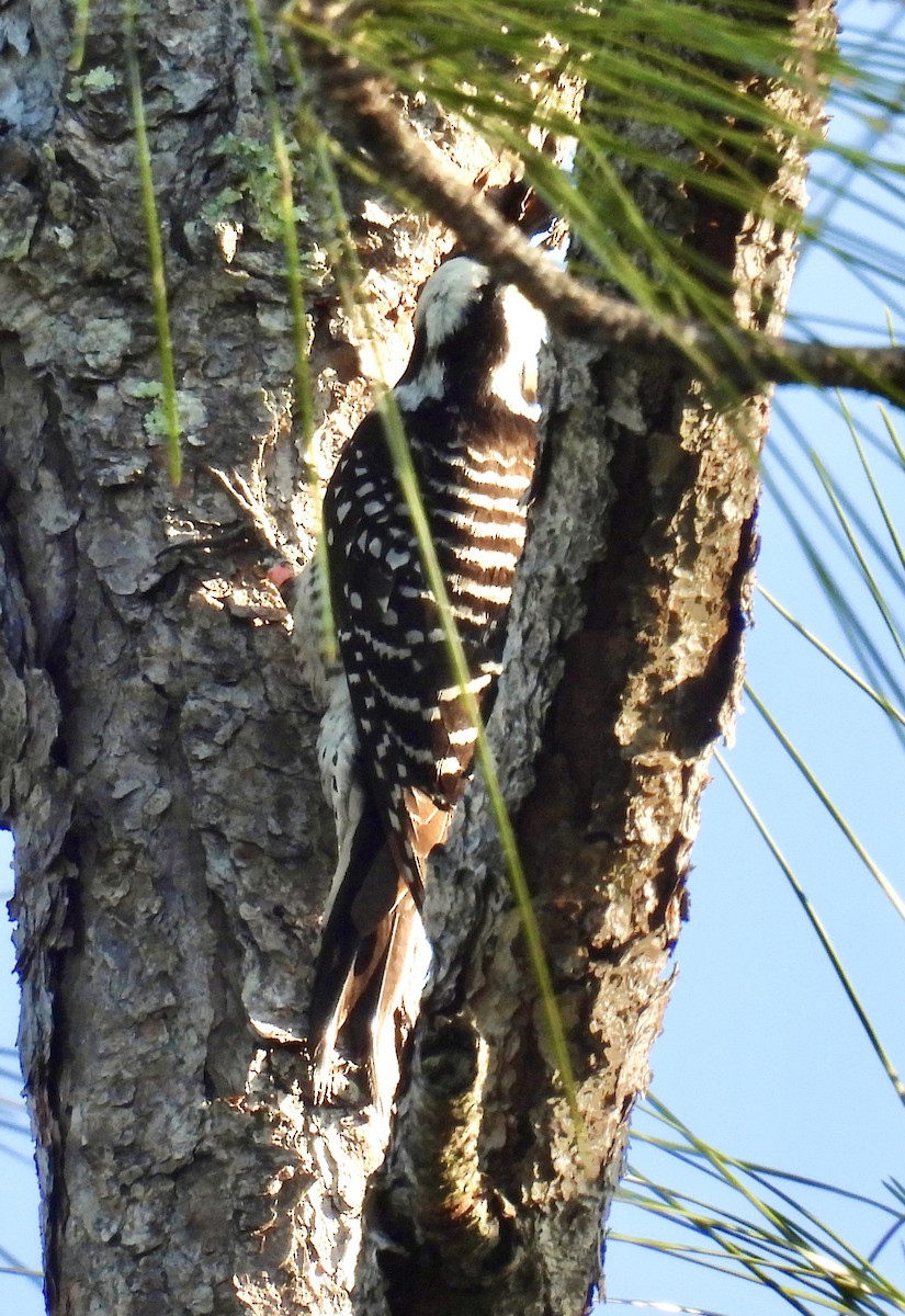 Red-cockaded Woodpecker - ML618758281